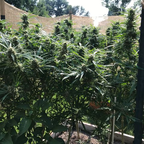 G13 fem mother Indica growlog timeline photo