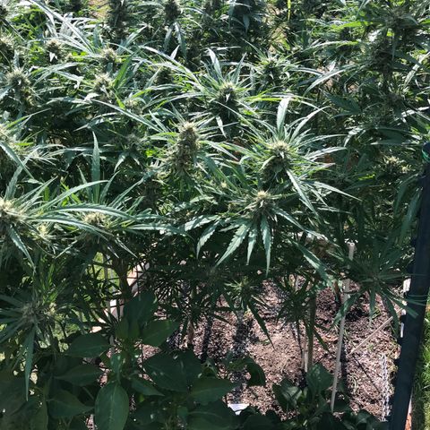 G13 fem mother Indica growlog timeline photo