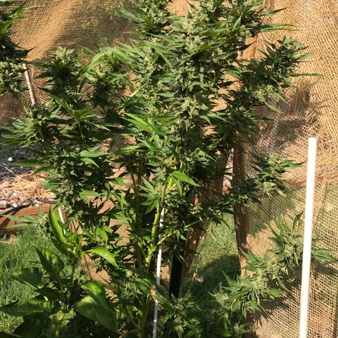 G13 fem mother Indica growlog timeline photo