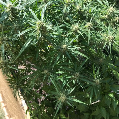 G13 fem mother Indica growlog timeline photo