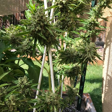 G13 fem mother Indica growlog timeline photo