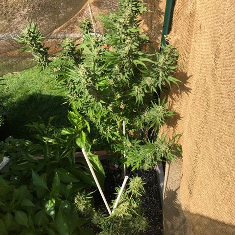 G13 fem mother Indica growlog timeline photo