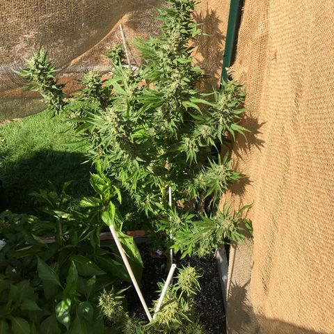 G13 fem mother Indica growlog timeline photo