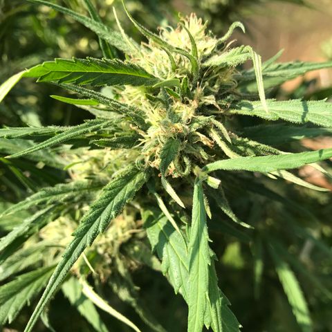 G13 fem mother Indica growlog timeline photo