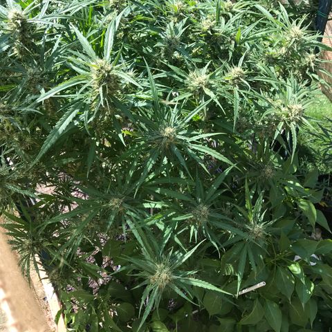 G13 fem mother Indica growlog timeline photo