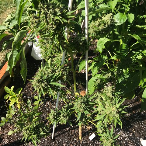G13 fem mother Indica growlog timeline photo