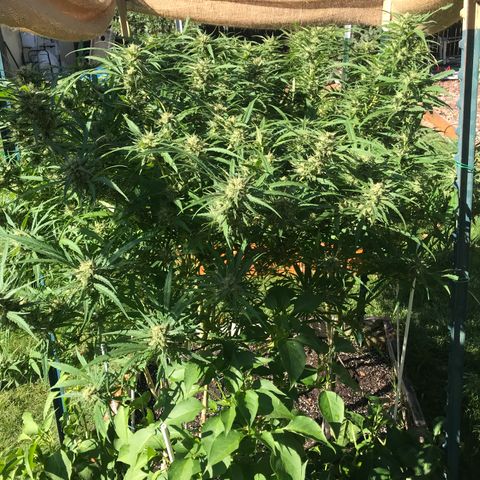 G13 fem mother Indica growlog timeline photo