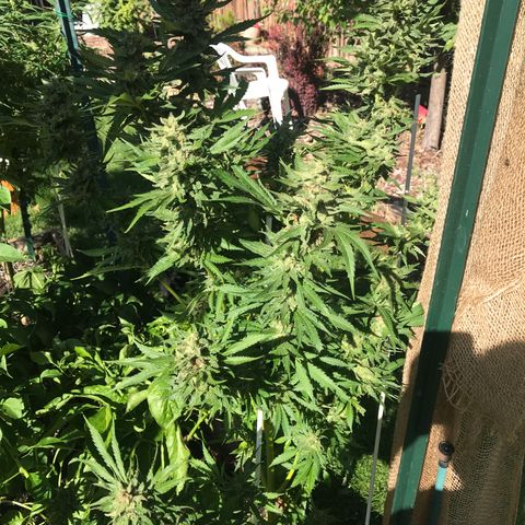 G13 fem mother Indica growlog timeline photo