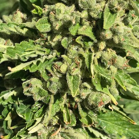 G13 fem mother Indica growlog timeline photo