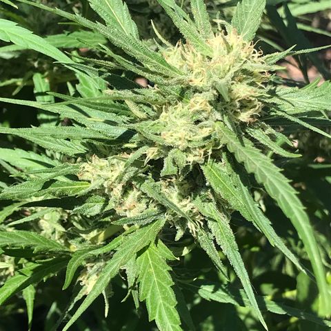 G13 fem mother Indica growlog timeline photo