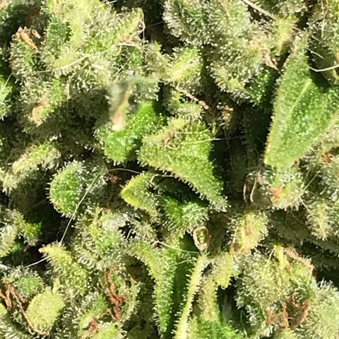 G13 fem mother Indica growlog timeline photo