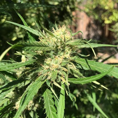 G13 fem mother Indica growlog timeline photo