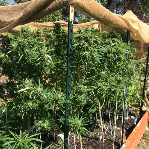 G13 fem mother Indica growlog timeline photo