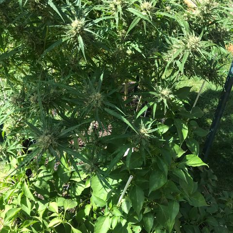 G13 fem mother Indica growlog timeline photo