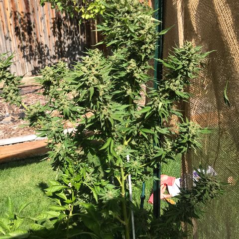 G13 fem mother Indica growlog timeline photo