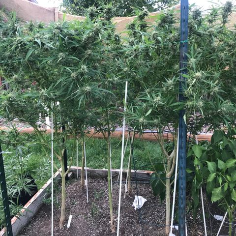 G13 fem mother Indica growlog timeline photo