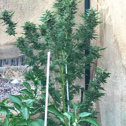 G13 fem mother Indica growlog timeline photo