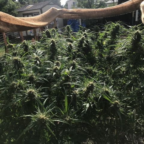 G13 fem mother Indica growlog timeline photo
