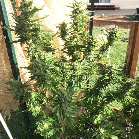 G13 fem mother Indica growlog timeline photo