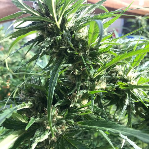 G13 fem mother Indica growlog timeline photo
