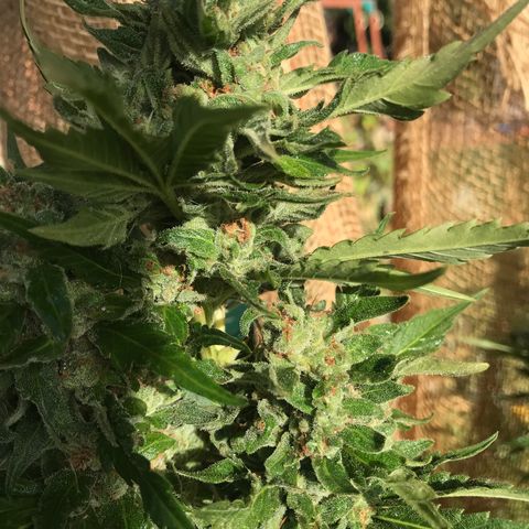G13 fem mother Indica growlog timeline photo