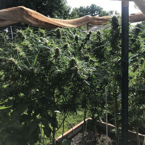 G13 fem mother Indica growlog timeline photo