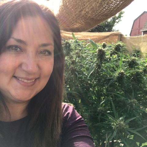 G13 fem mother Indica growlog timeline photo