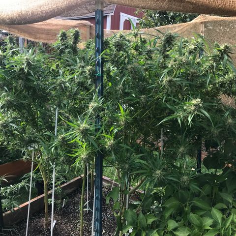 G13 fem mother Indica growlog timeline photo