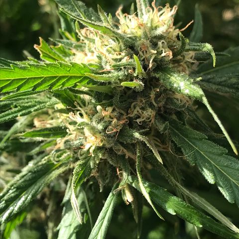 G13 fem mother Indica growlog photo: G13