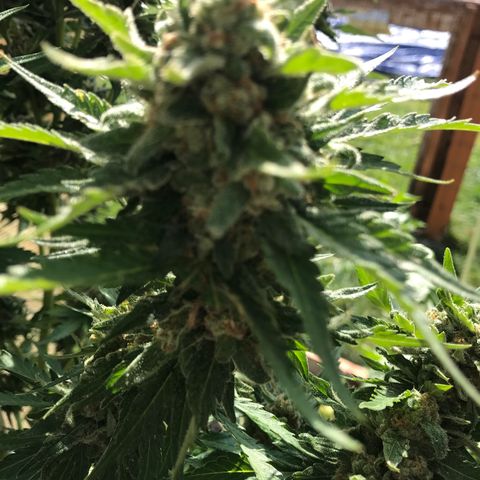 G13 fem mother Indica growlog timeline photo