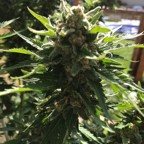 G13 fem mother Indica growlog timeline photo