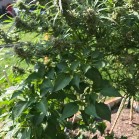 G13 fem mother Indica growlog timeline photo
