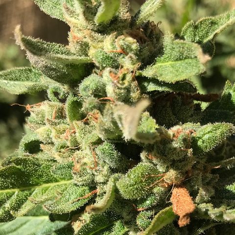 G13 fem mother Indica growlog timeline photo