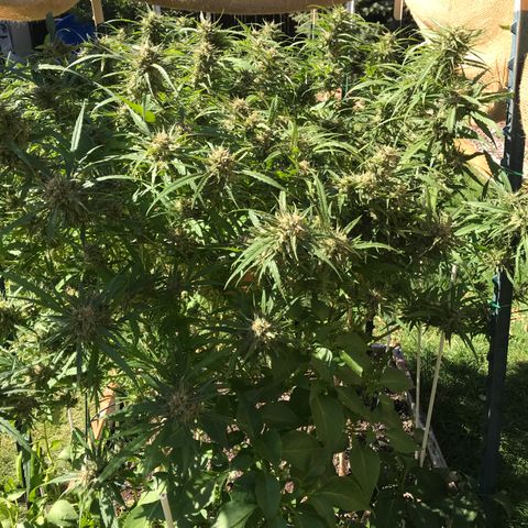 G13 fem mother Indica growlog timeline photo
