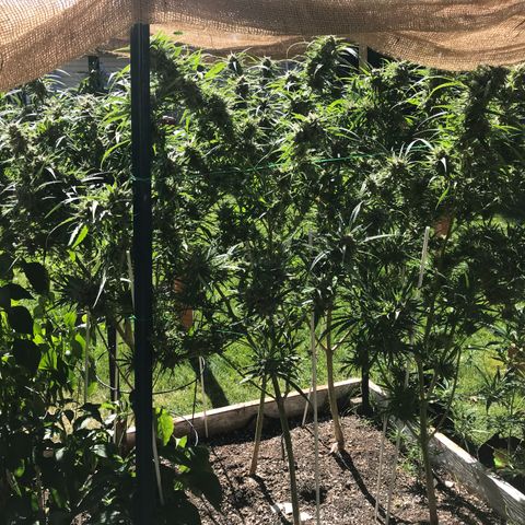 G13 fem mother Indica growlog timeline photo