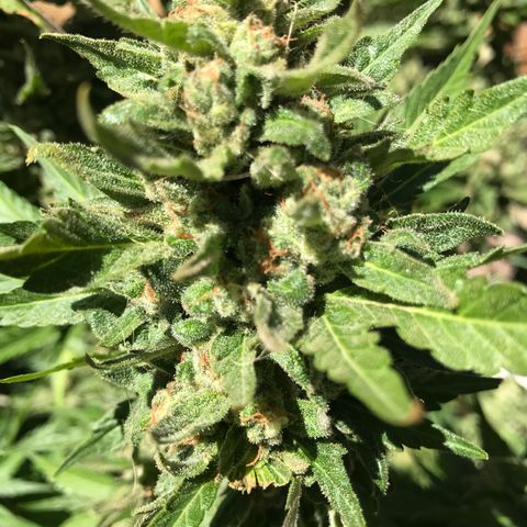 G13 fem mother Indica growlog timeline photo