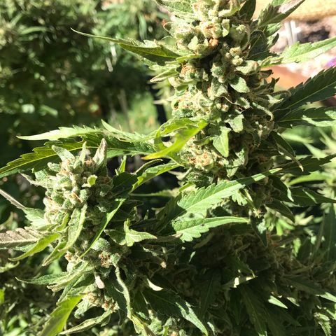G13 fem mother Indica growlog timeline photo