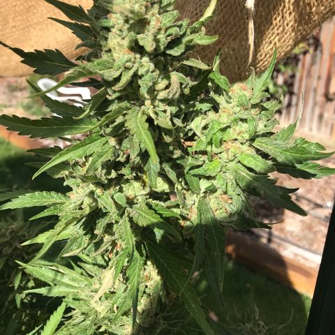 Afghan fem growlog timeline photo