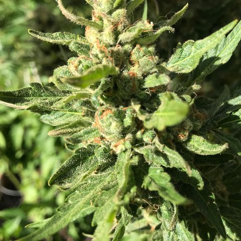 Afghan fem growlog timeline photo