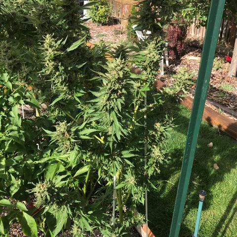 G13 fem mother Indica growlog timeline photo