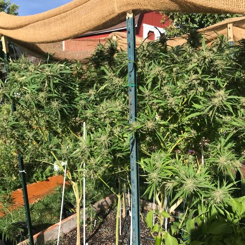 G13 fem mother Indica growlog timeline photo