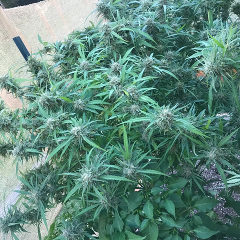 G13 fem mother Indica growlog timeline photo