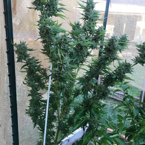 G13 fem mother Indica growlog timeline photo