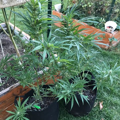 G13 fem mother Indica growlog timeline photo