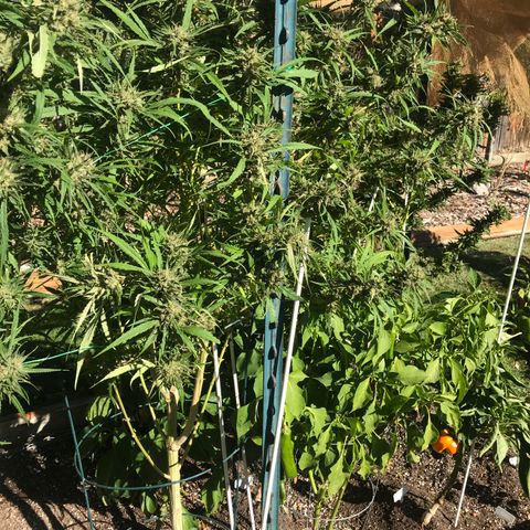 G13 fem mother Indica growlog timeline photo