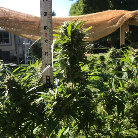 G13 fem mother Indica growlog timeline photo