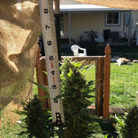 G13 fem mother Indica growlog timeline photo
