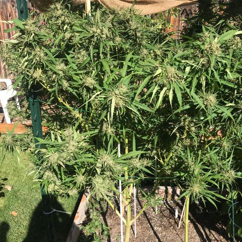 G13 fem mother Indica growlog timeline photo