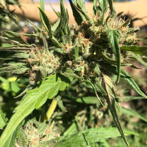 G13 fem mother Indica growlog timeline photo
