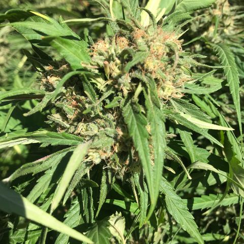 G13 fem mother Indica growlog timeline photo
